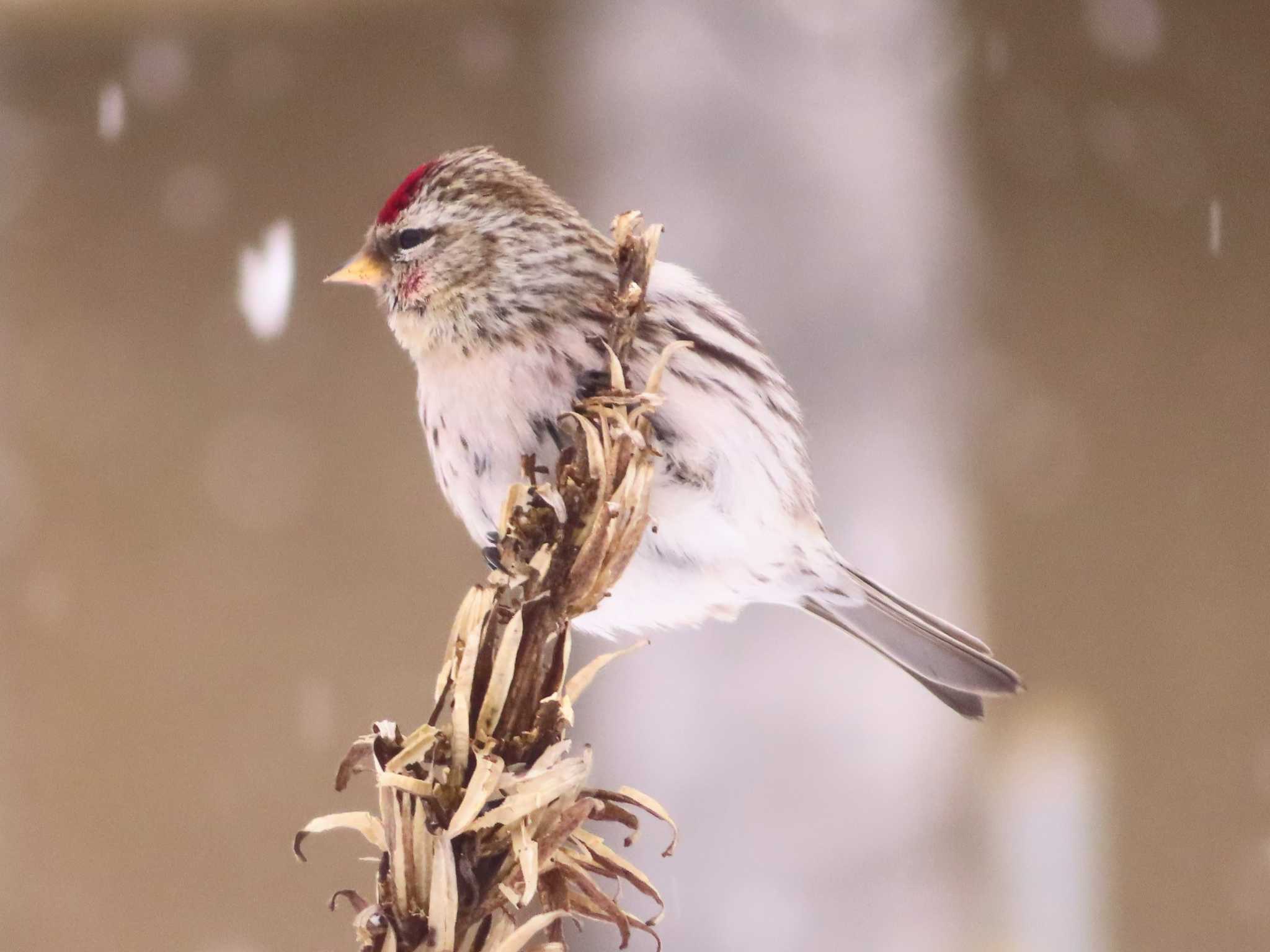 Common Redpoll