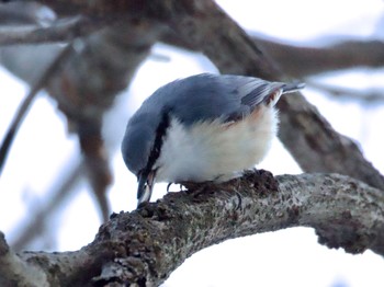 Eurasian Nuthatch 北軽井沢 Sun, 3/3/2024