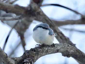 2024年3月3日(日) 北軽井沢の野鳥観察記録