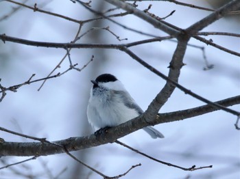 Willow Tit 北軽井沢 Sun, 3/3/2024