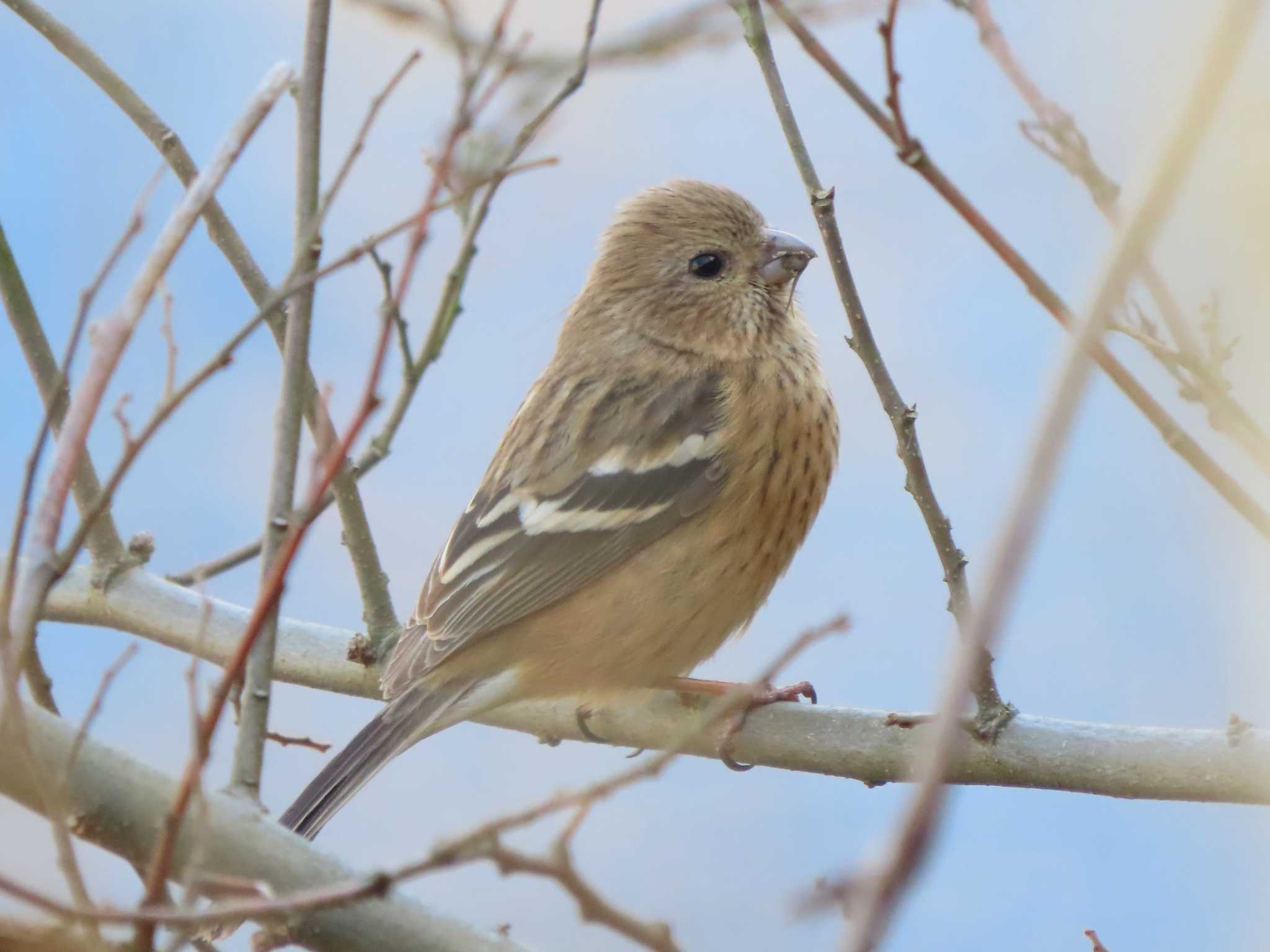 Siberian Long-tailed Rosefinch