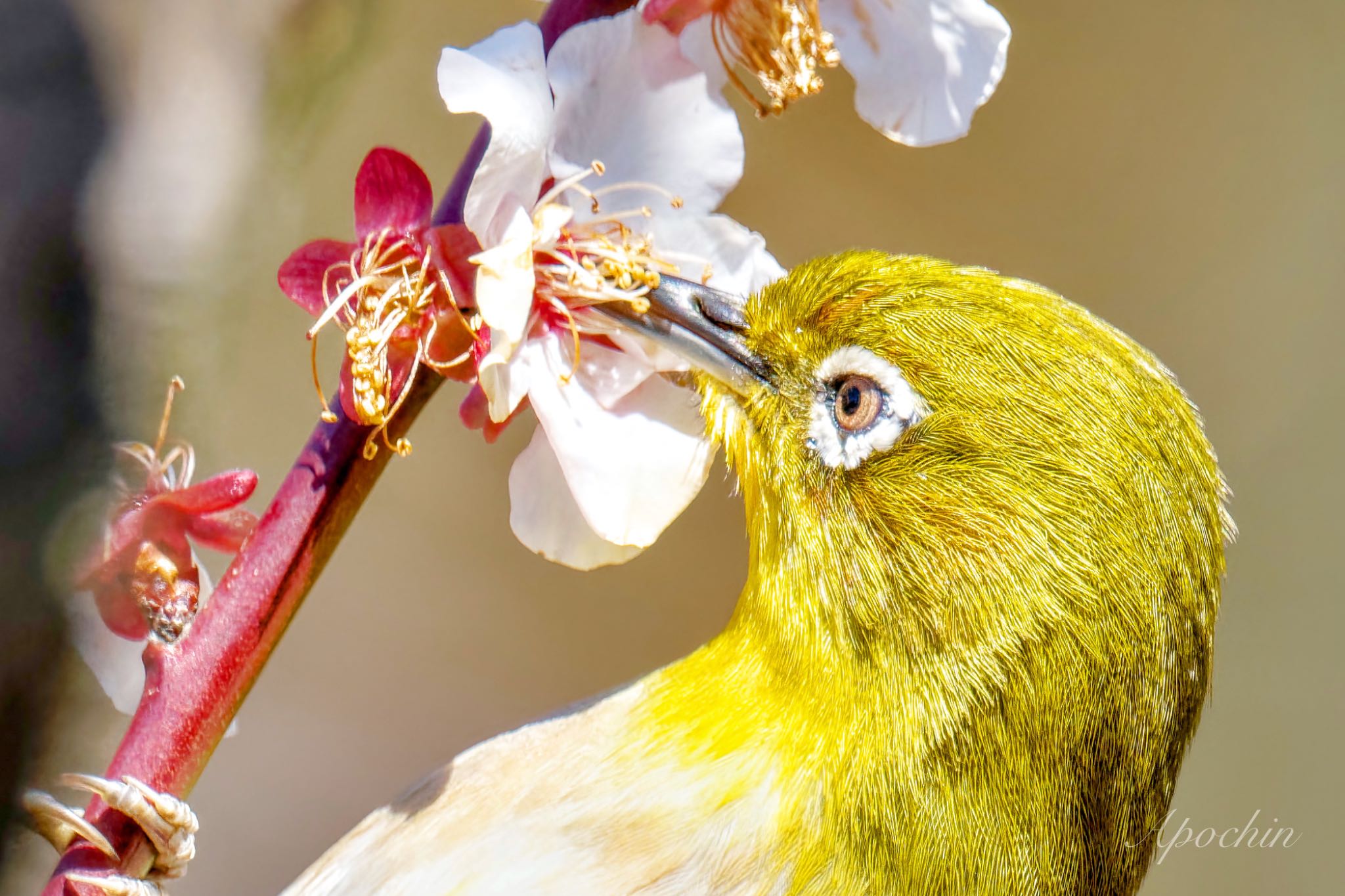 Warbling White-eye