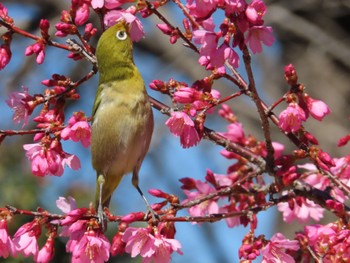 メジロ 小石川植物園 2024年3月3日(日)