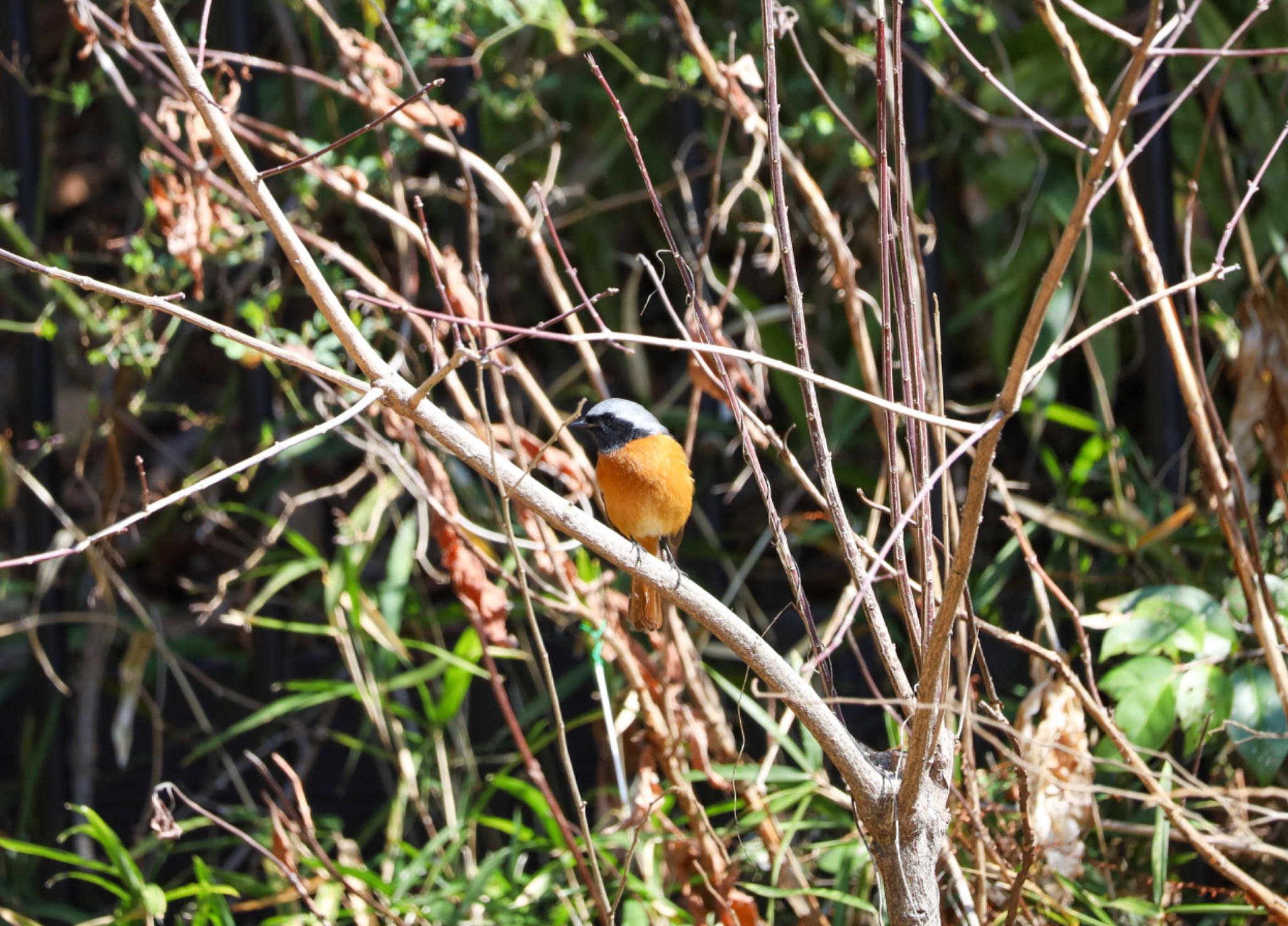 Photo of Daurian Redstart at 善福寺公園 by なご