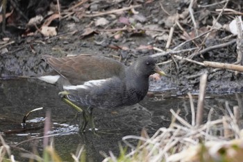 Common Moorhen Teganuma Sun, 2/18/2024