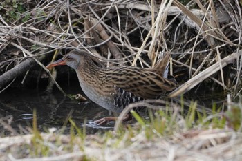 Brown-cheeked Rail Teganuma Sun, 2/18/2024