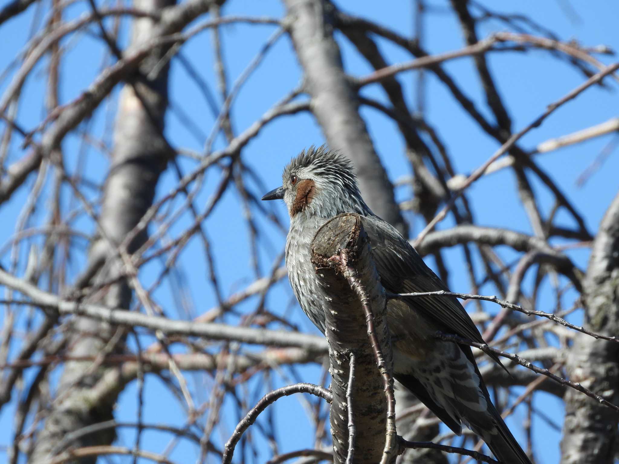 Brown-eared Bulbul