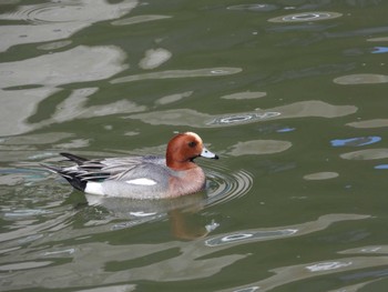 Eurasian Wigeon 大落古利根川 Sun, 3/3/2024