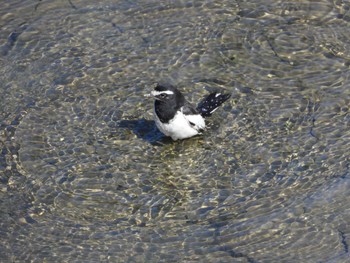 Japanese Wagtail 大落古利根川 Sun, 3/3/2024