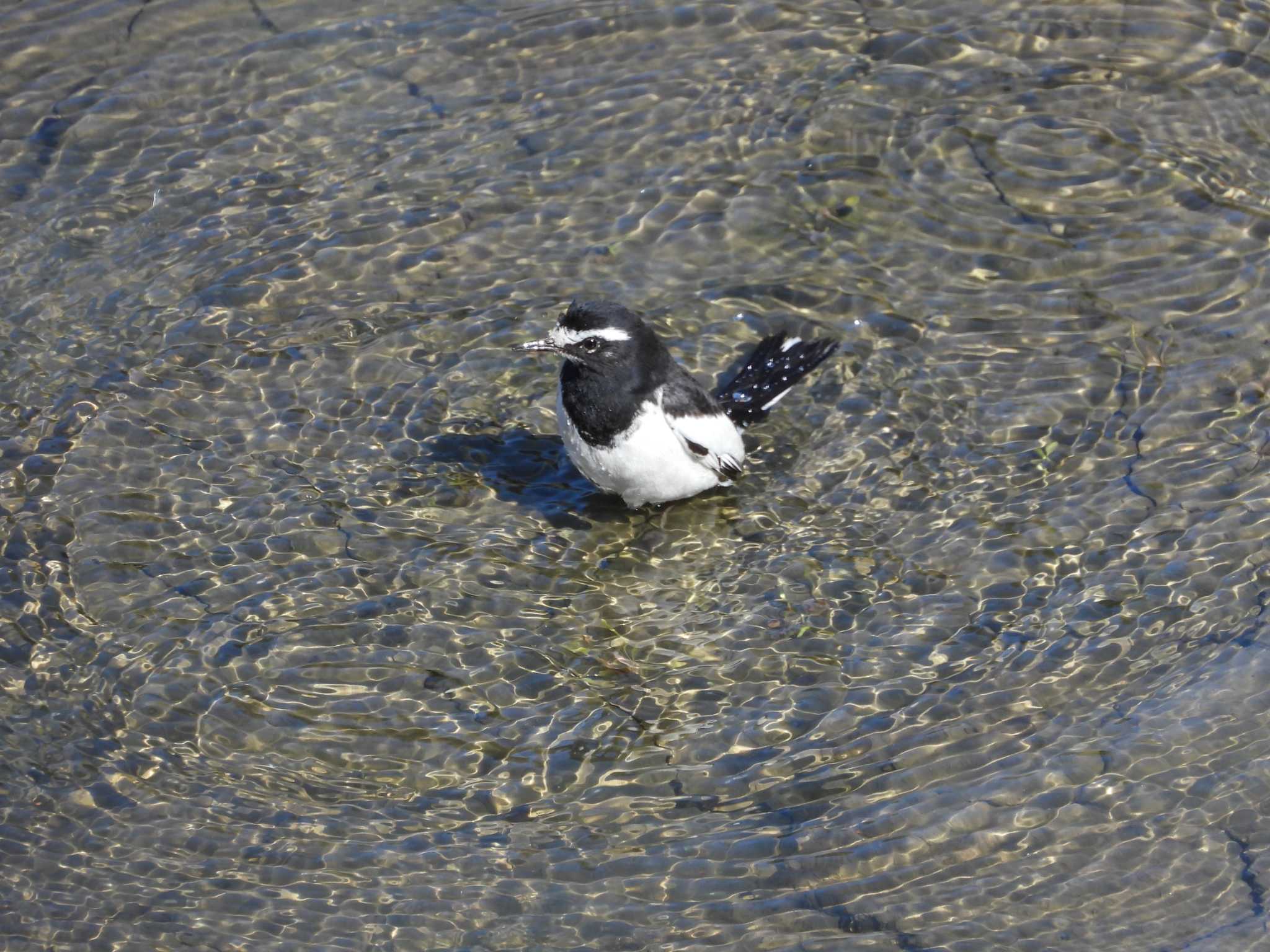 Japanese Wagtail