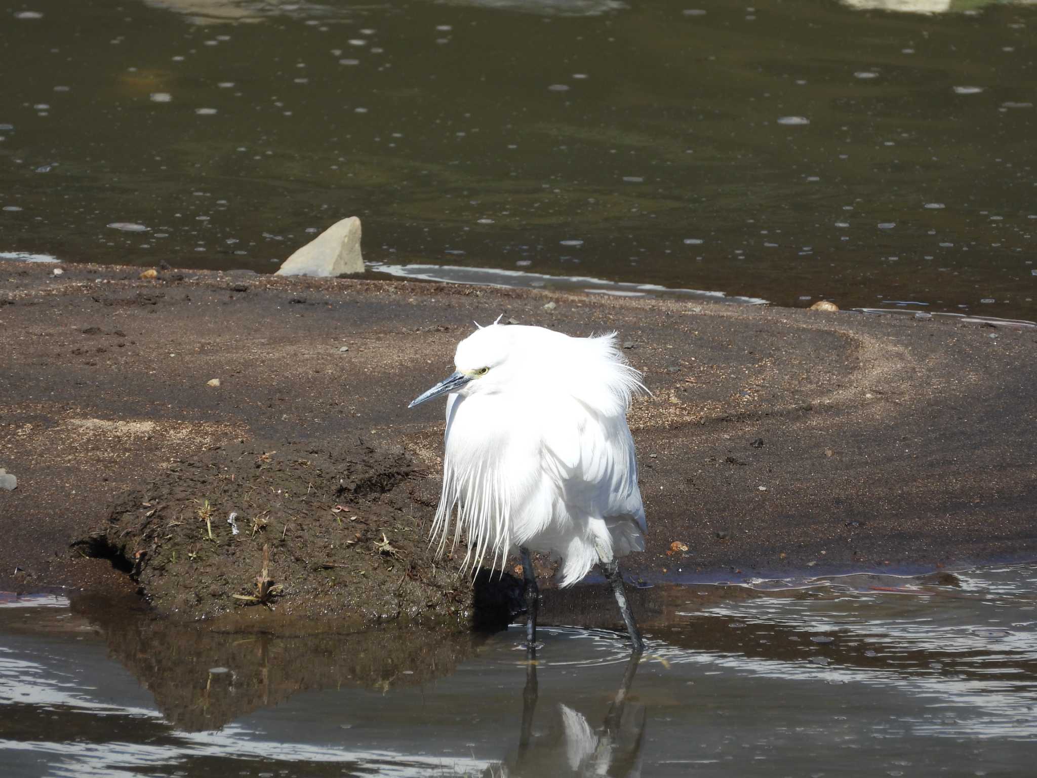 Little Egret