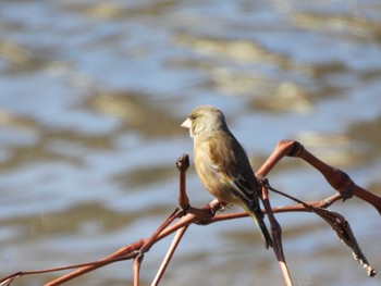 Grey-capped Greenfinch 大落古利根川 Sun, 3/3/2024