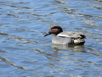 Eurasian Teal 大落古利根川 Sun, 3/3/2024