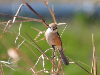 Bull-headed Shrike 大落古利根川 Sun, 3/3/2024