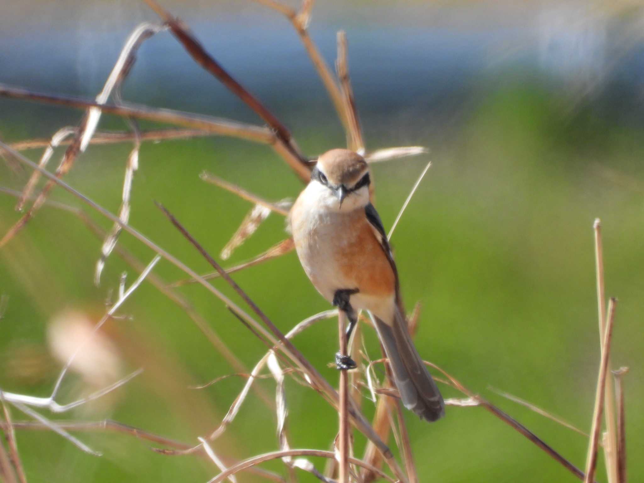 Bull-headed Shrike