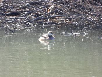 Little Grebe 大落古利根川 Sun, 3/3/2024