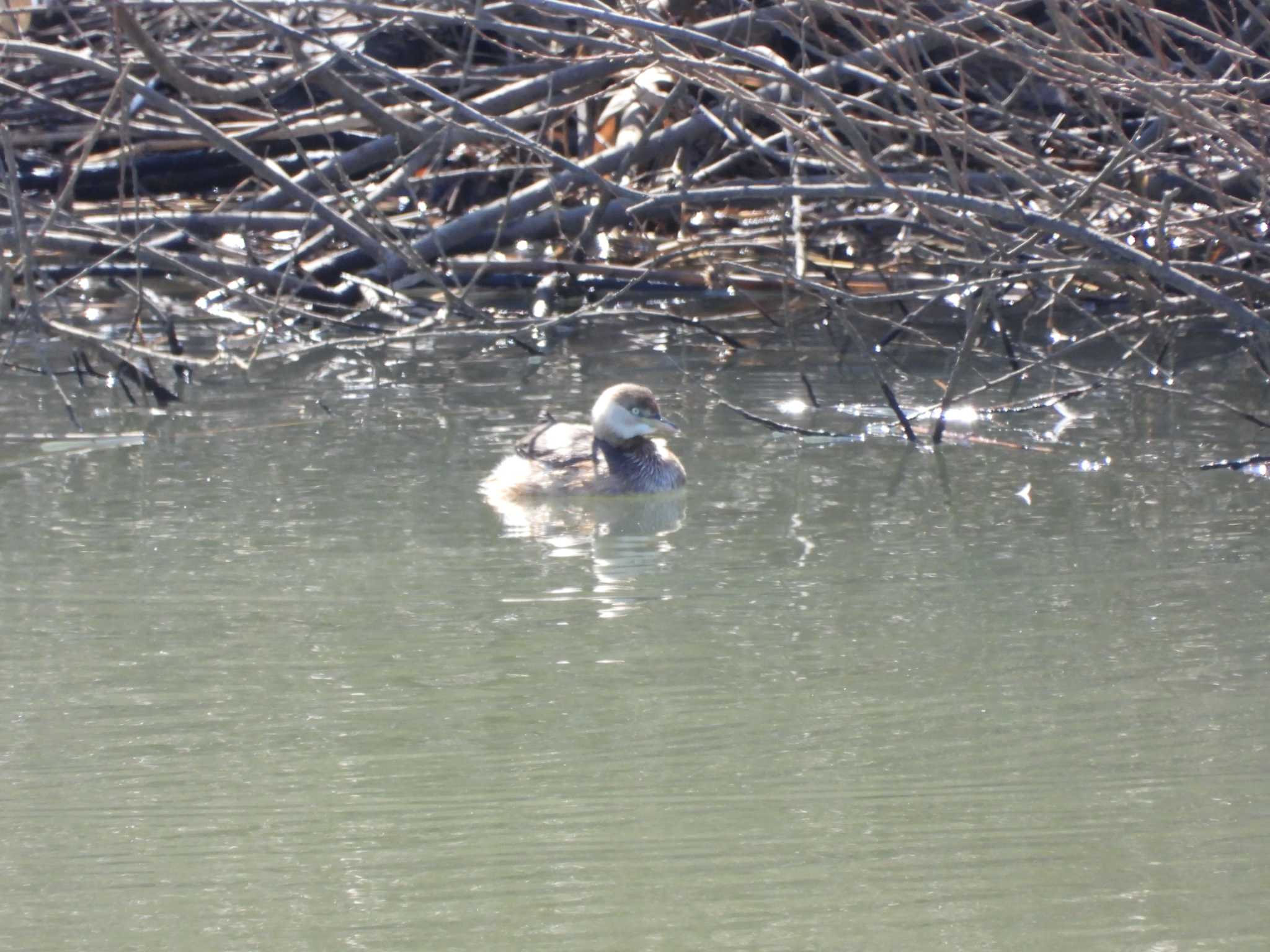 Little Grebe