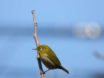 Warbling White-eye 大落古利根川 Sun, 3/3/2024