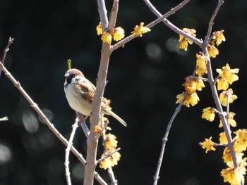 Eurasian Tree Sparrow 大落古利根川 Sun, 3/3/2024