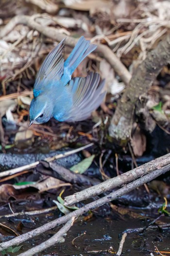 ルリビタキ 小石川植物園 2024年2月18日(日)