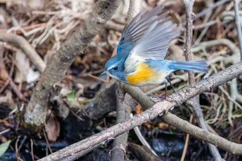 ルリビタキ 小石川植物園 2024年2月18日(日)