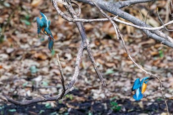 カワセミ 小石川植物園 2024年2月18日(日)