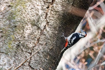 アカゲラ 小石川植物園 2024年2月18日(日)