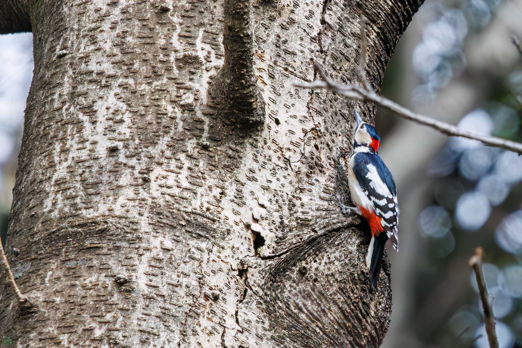 Photo of Great Spotted Woodpecker at Koishikawa Botanic Garden by d3_plus