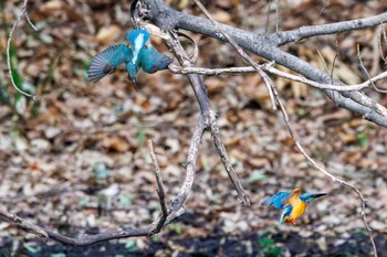 カワセミ 小石川植物園 2024年2月18日(日)