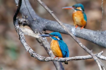 カワセミ 小石川植物園 2024年2月18日(日)