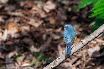 ルリビタキ 小石川植物園 2024年2月18日(日)