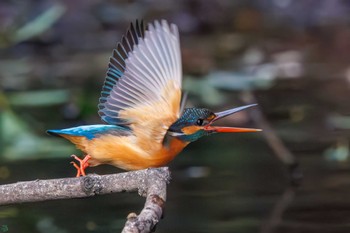 カワセミ 小石川植物園 2024年2月18日(日)