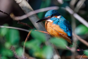 カワセミ 小石川植物園 2024年2月18日(日)