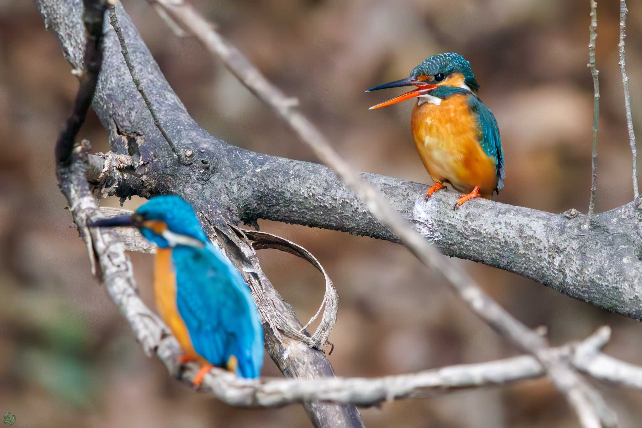 Photo of Common Kingfisher at Koishikawa Botanic Garden by d3_plus