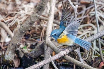 ルリビタキ 小石川植物園 2024年2月18日(日)