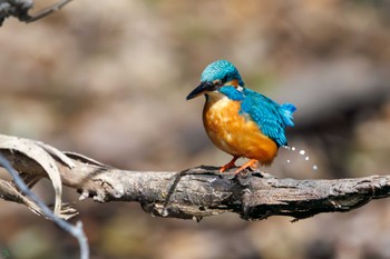 カワセミ 小石川植物園 2024年2月18日(日)