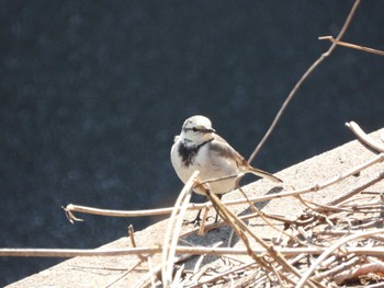 White Wagtail 芝川 Mon, 3/4/2024