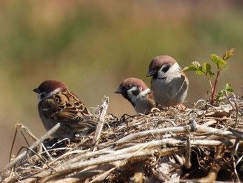 Eurasian Tree Sparrow 芝川 Mon, 3/4/2024