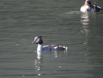 Great Crested Grebe 芝川 Mon, 3/4/2024