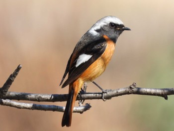 Daurian Redstart 芝川 Mon, 3/4/2024