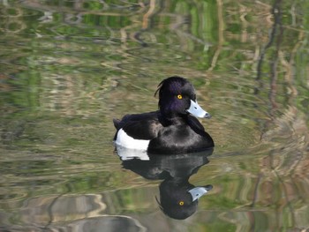 Tufted Duck 芝川 Mon, 3/4/2024