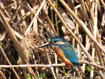 Common Kingfisher 芝川 Mon, 3/4/2024