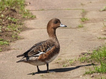 ヒドリガモ 芝川 2024年3月4日(月)