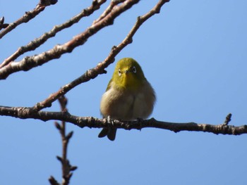 Warbling White-eye 芝川 Mon, 3/4/2024