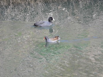 Common Moorhen 芝川 Mon, 3/4/2024