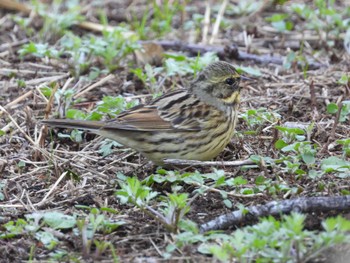 Masked Bunting 芝川 Mon, 3/4/2024