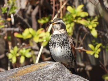 Dusky Thrush 芝川 Mon, 3/4/2024