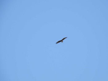 Black Kite 芝川 Mon, 3/4/2024