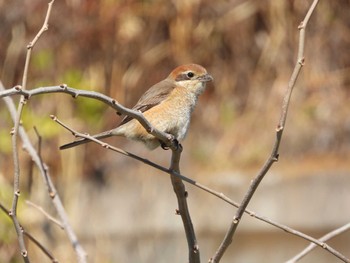 2024年3月4日(月) 芝川の野鳥観察記録