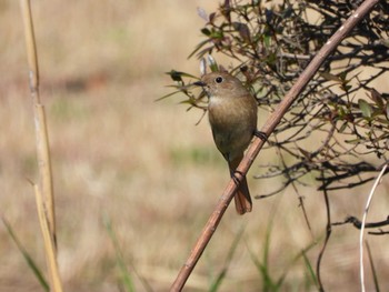 Daurian Redstart 芝川 Mon, 3/4/2024